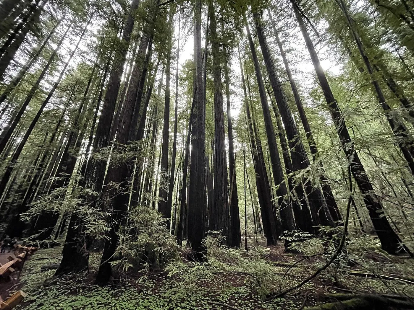 Tall redwoods in Armstrong Redwoods State Natural Reserve